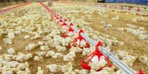 تفشي
      إنفلونزا
      الطيور
      في
      الماشية
      الأمريكية
      يُنذر
      بأزمة
      صحية
      عالمية
      قادمة