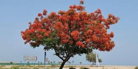 «البوانسيانا» تزين شوارع وحدائق دلما