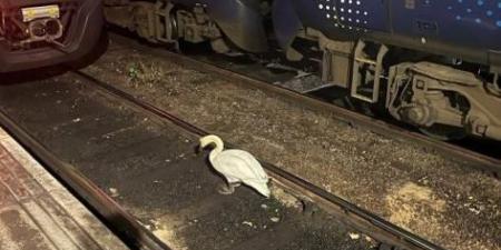 بجعة تعطل حركة قطارات في اسكتلندا