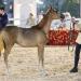 «الإمارات للخيول العربية» تنظم بطولة لجمال الخيل في بنغازي