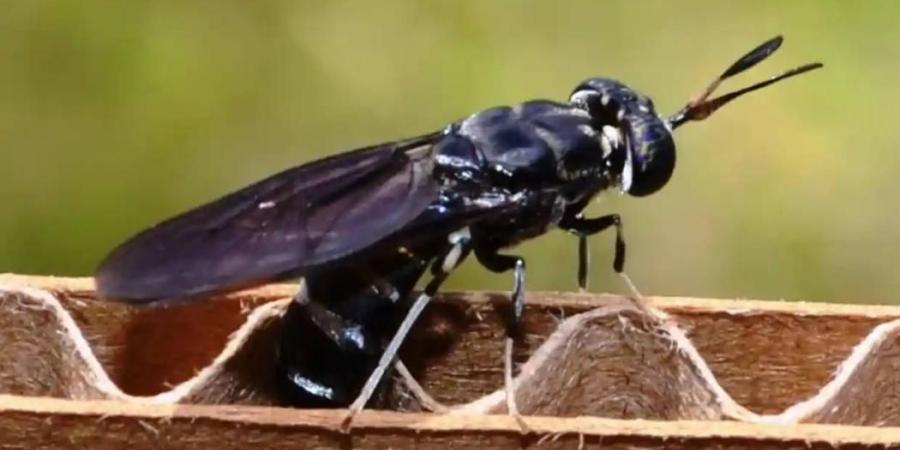 ذبابة الرمل السوداء تثير الذعر في الأردن..كيف تحمي نفسك من مخاطرها؟